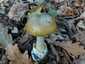 Gyilkos galóca (Amanita phalloides), Somogy